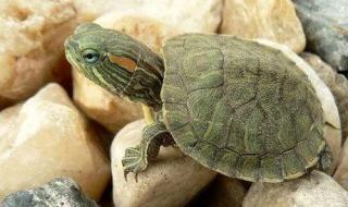 红耳龟和黄耳龟区别 密西西比红耳龟